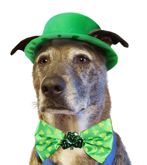 Transparent Business Cards Shamrock Fourleaf Clover Dog Headgear for St Patricks Day