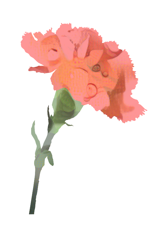 Transparent Mothers Day Flower Carnation Pink for Mothers Day