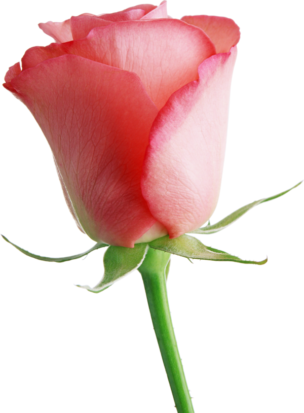 Transparent Brazil Flower Rose Pink Plant for Valentines Day