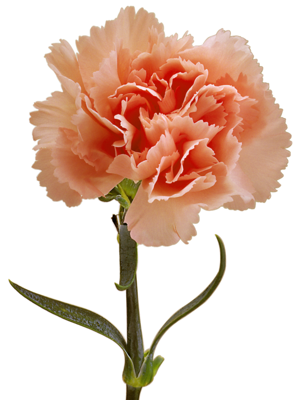 Transparent Choix Des Plus Belles Fleurs Carnation Flower Pink for Mothers Day