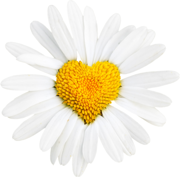 Transparent Common Daisy Oxeye Daisy Heart Flower Chamaemelum Nobile for Valentines Day