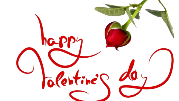 Transparent Valentine S Day Romance Love Flower for Valentines Day