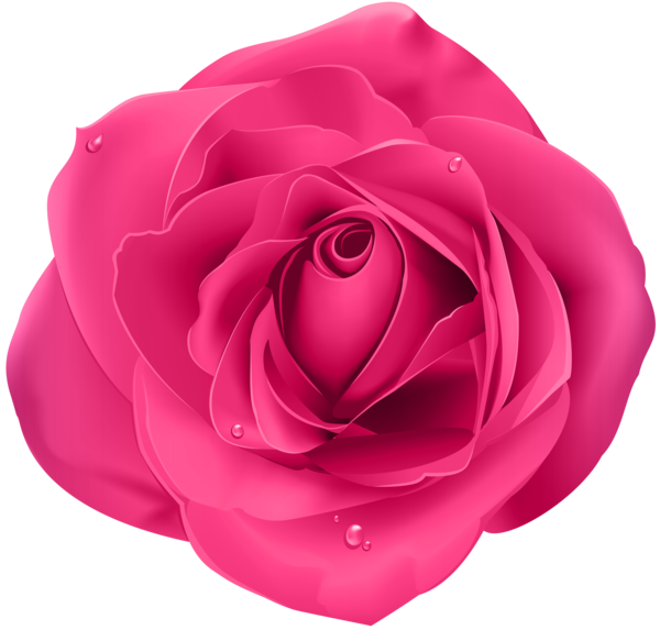 Transparent Rose Purple Blue Rose Pink Heart for Valentines Day
