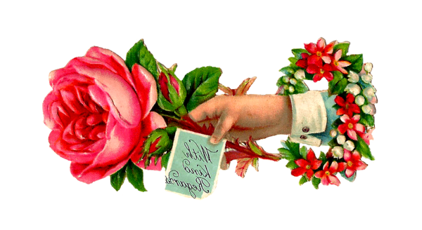 Transparent Flower Rose Pink Petal Plant for Valentines Day