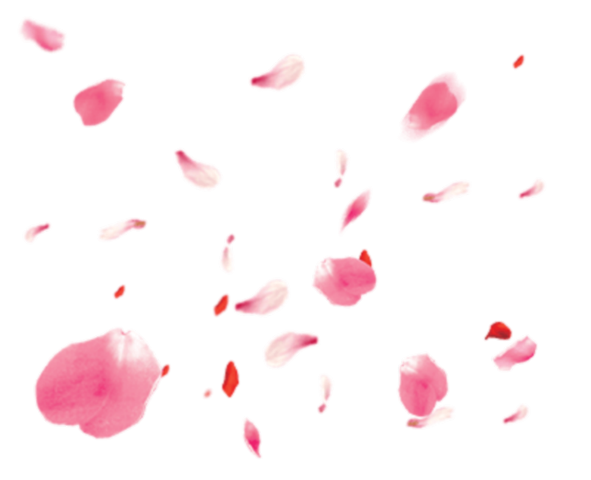 Transparent Petal Flower Rose Pink for Valentines Day