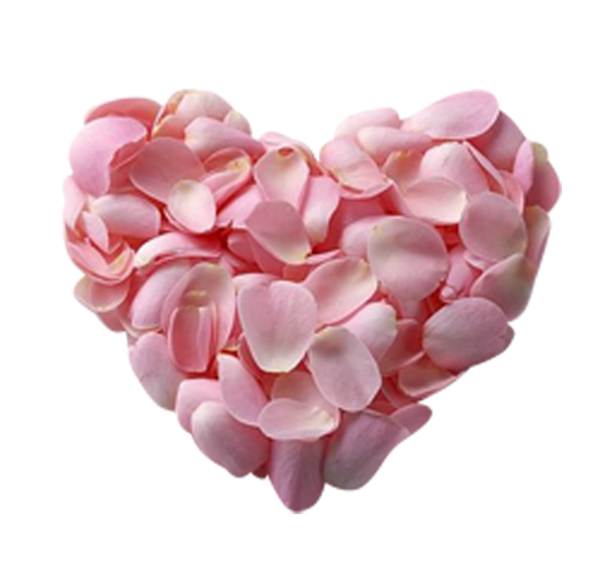 Transparent Petal Pink Rose for Valentines Day