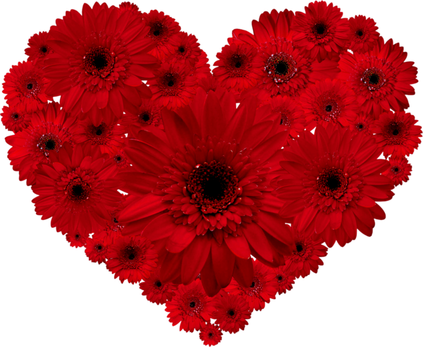 Transparent Transvaal Daisy Flower Red Heart for Valentines Day
