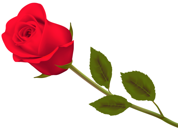 Transparent Valentine S Day Rose Rose Day 2018 Plant Flower for Valentines Day