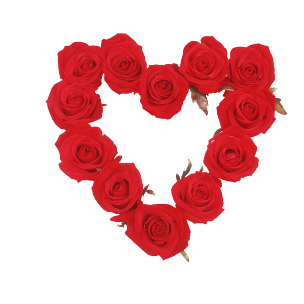 Transparent Flower Rose Garden Roses Petal Heart for Valentines Day