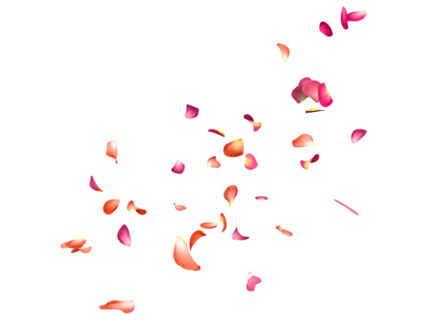 Transparent Flower Petal Image Editing Pink Heart for Valentines Day