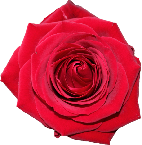 Transparent Rose Valentine S Day Garden Roses Pink Plant for Valentines Day