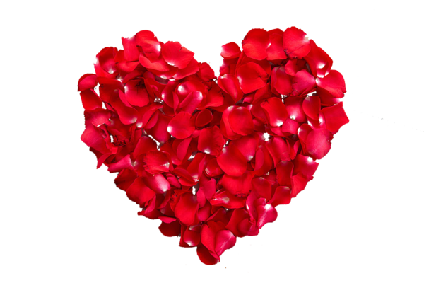 Transparent Garden Roses Petal Blog Heart Flower for Valentines Day