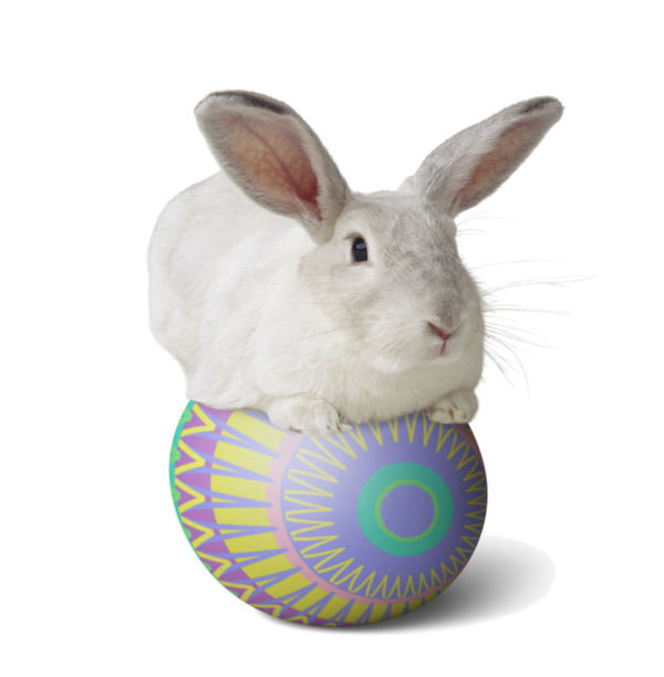 Transparent Easter Bunny Rabbit European Rabbit for Easter