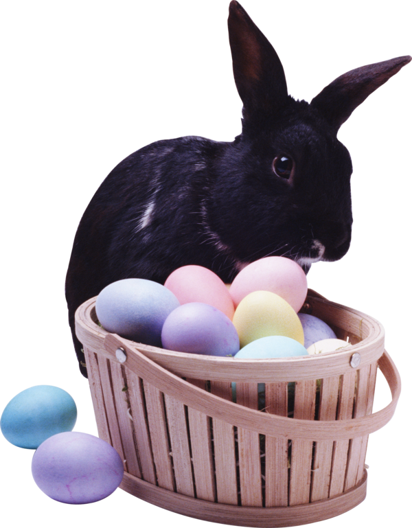 Transparent European Rabbit Leporids Rabbit Easter Bunny Easter for Easter