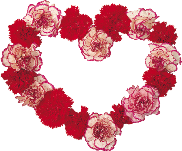 Transparent Carnation Cut Flowers Flower Pink Heart for Valentines Day
