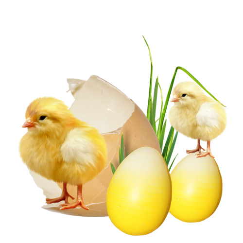Transparent Chicken Egg Kifaranga for Easter