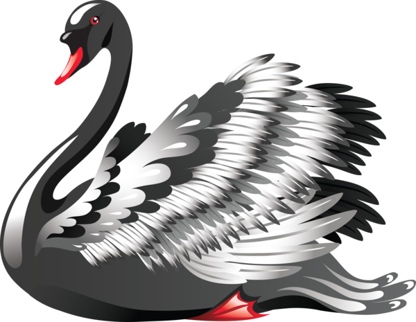 Transparent Black Swan Heart Valentine S Day Swan Water Bird for Valentines Day
