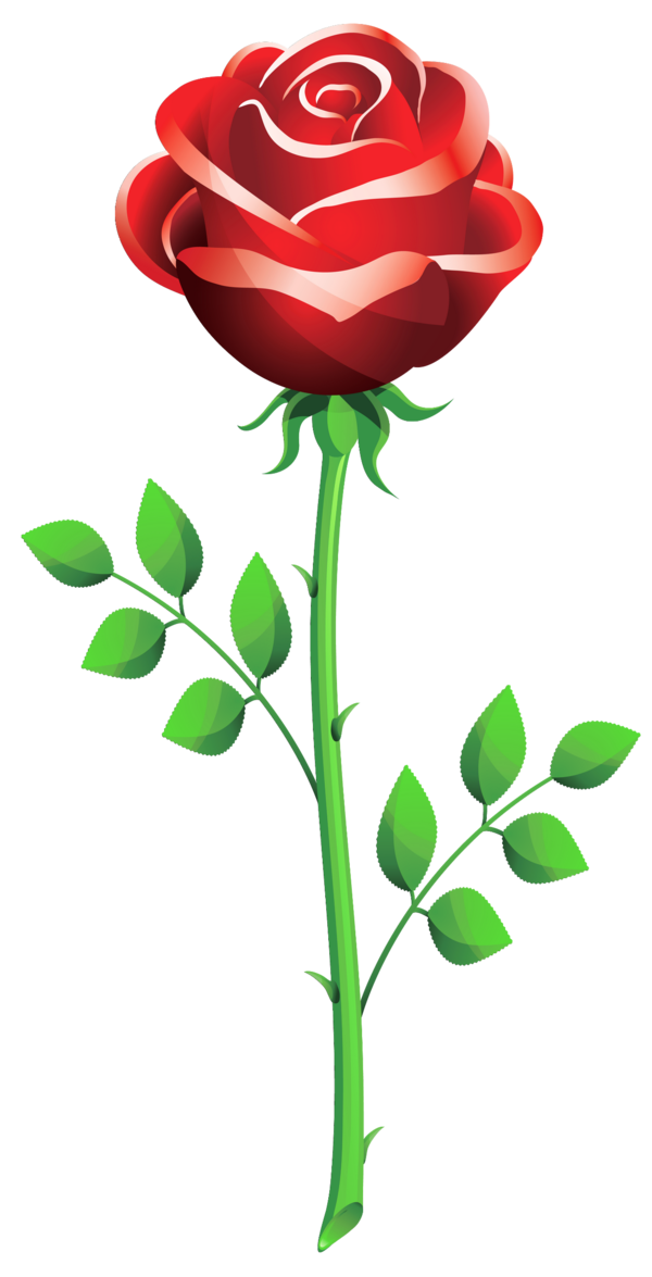 Transparent Valentine S Day Propose Day Rose Heart Plant for Valentines Day