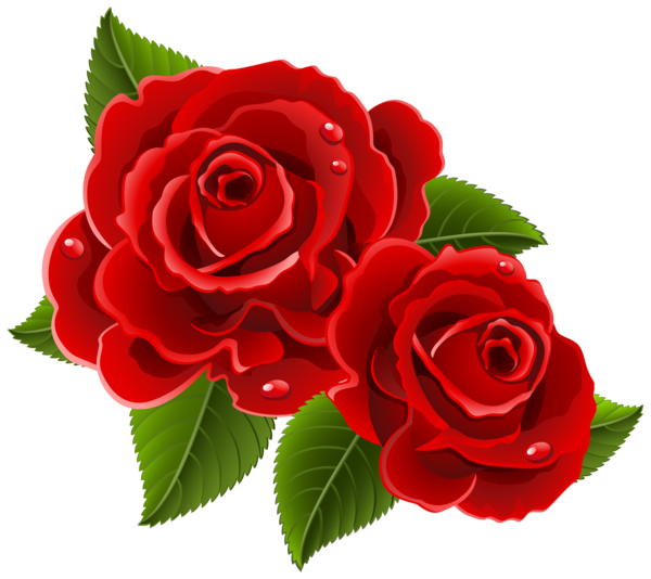 Transparent Garden Roses Rose Flower Petal Plant for Valentines Day