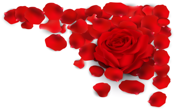 Transparent Rose Red Petal Heart Flower for Valentines Day