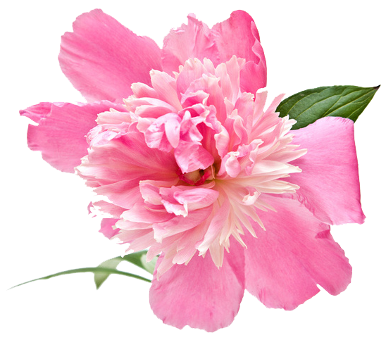Transparent Peony Flower Extract Pink for Valentines Day