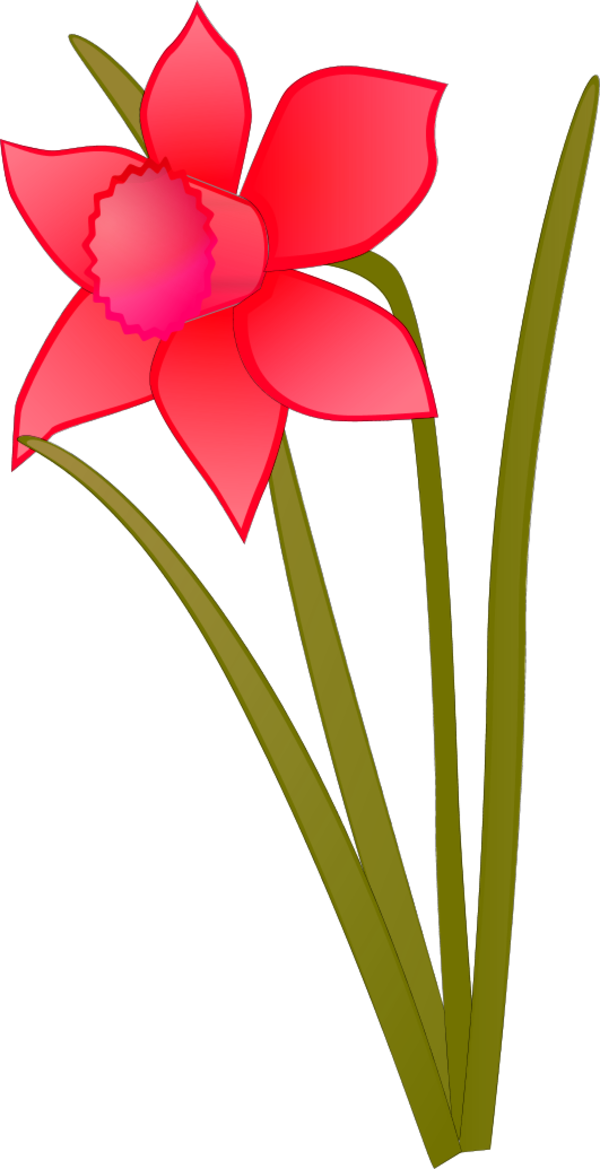 Transparent Daffodil Flower Blog Plant Flora for Easter
