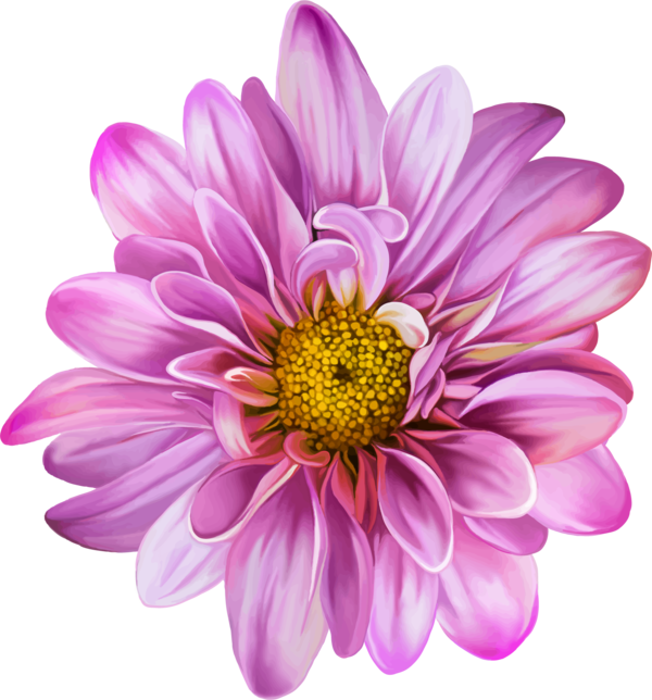 Transparent Chrysanthemum Flower Purple Plant for Valentines Day