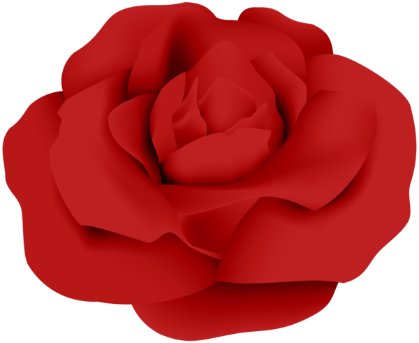 Transparent Rose Rosaceae Garden Roses Plant Flower for Valentines Day