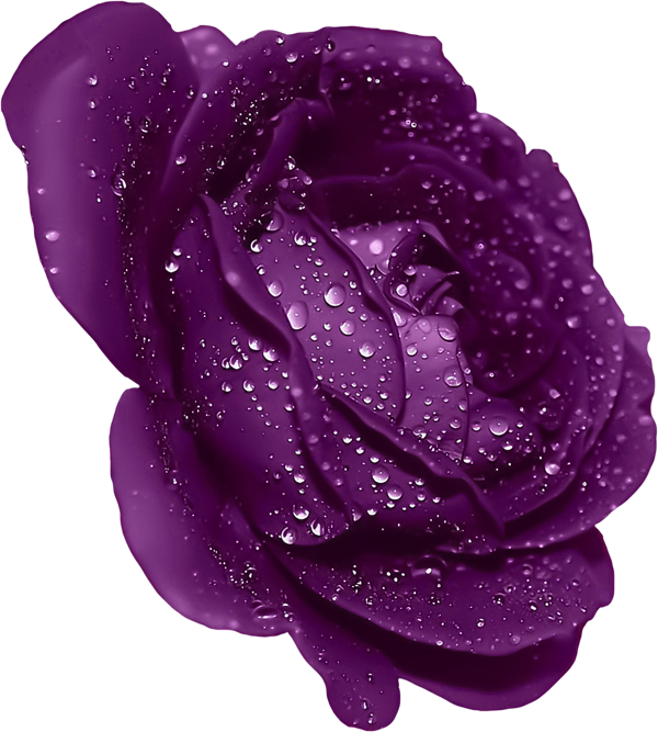Transparent Rose Purple Flower Petal for Valentines Day