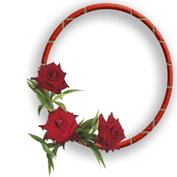 Transparent Garden Roses São Sebastião Floral Design Flower Red for Valentines Day