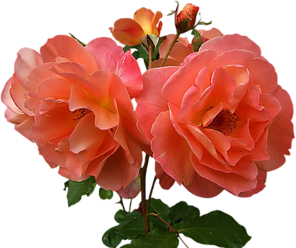 Transparent Garden Roses Flower Cut Flowers Rose for Valentines Day