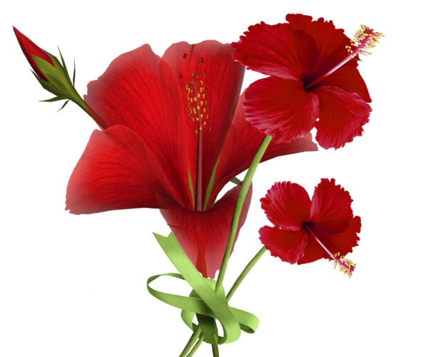 Transparent Shoeblackplant Flower Cut Flowers Hibiscus Four O Clock Family for Valentines Day