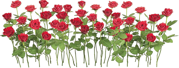 Transparent Garden Roses Rose Vase Flower Cut Flowers for Valentines Day