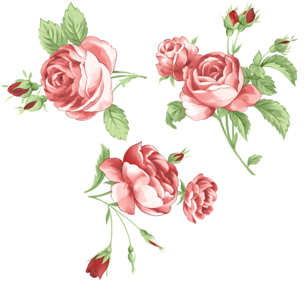 Transparent Garden Roses Picture Frames Flower Floribunda for Valentines Day