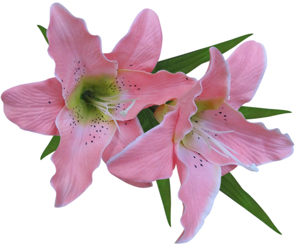 Transparent Tiger Lily Easter Lily Arumlily Pink Plant for Easter