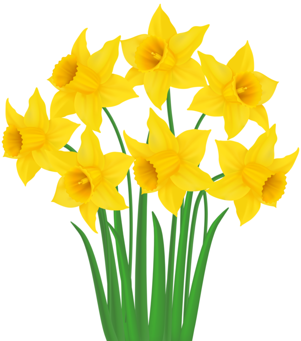 Transparent Daffodil Drawing Gerber Format Plant Flower for Easter