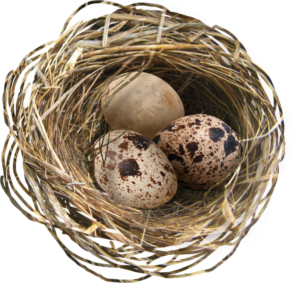 Transparent Chicken Egg Nest for Easter