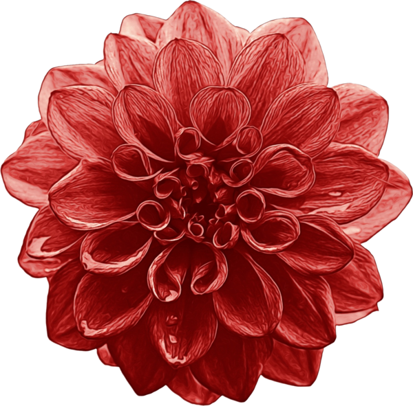 Transparent Dahlia Flower Rose for Valentines Day