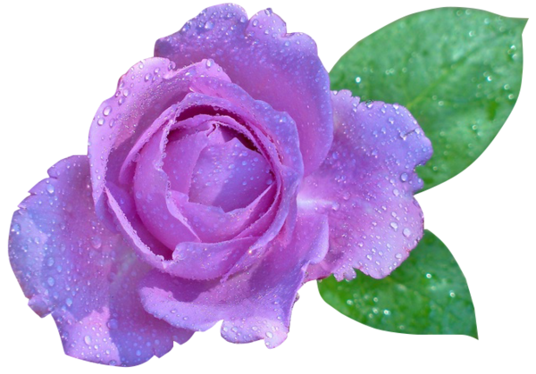 Transparent Rose Flower Color Rose Family for Valentines Day