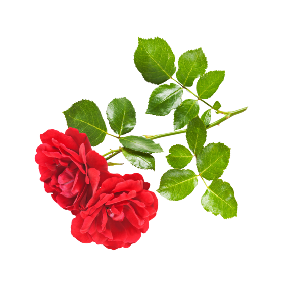 Transparent Rose Flower Garden Roses Red for Valentines Day