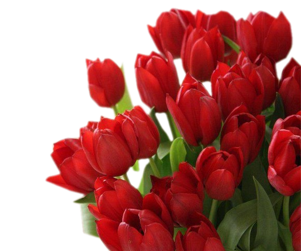 Transparent Tulip Flower Bouquet Cut Flowers Flower for Valentines Day