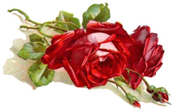 Transparent Paper Decoupage Rose Petal Plant for Valentines Day