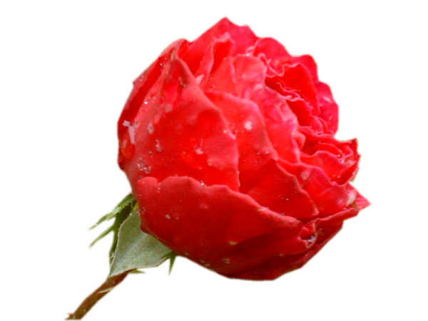 Transparent Garden Roses Blog Centifolia Roses Plant Flower for Valentines Day