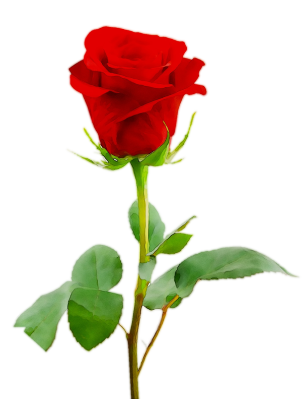 Transparent Blue Rose Rose Blue Flower Red for Valentines Day