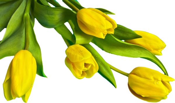 Transparent Indira Gandhi Memorial Tulip Garden Tulip Flower Yellow for Easter