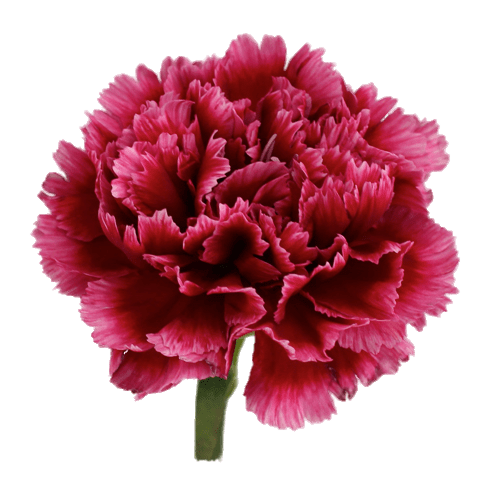 Transparent Carnation Flower Transvaal Daisy Pink for Valentines Day