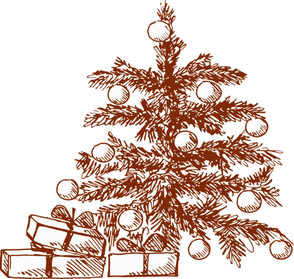 Transparent Drawing Gratis Gift Fir Pine Family for Christmas
