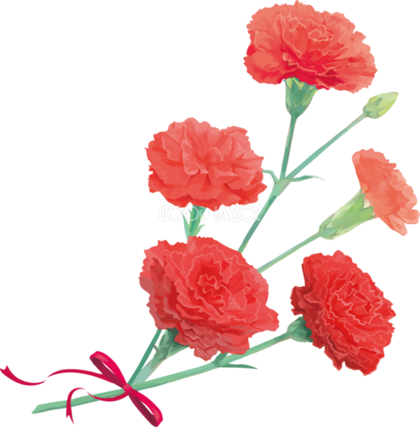 Transparent Carnation Cut Flowers Pink Flower Red for Valentines Day