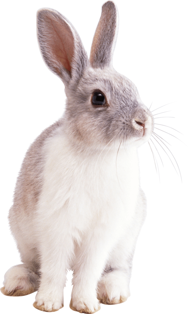 Transparent Easter Bunny Rabbit Hare Whiskers for Easter