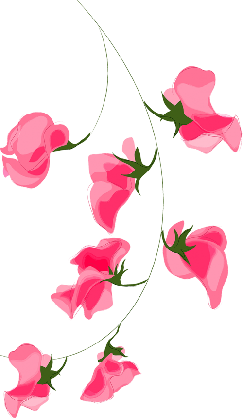 Transparent Pink Flowers Flower Rose Pink for Valentines Day